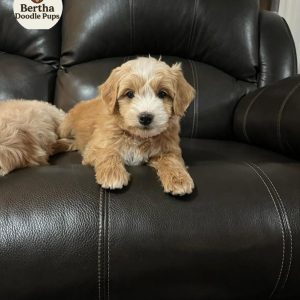 nalareservation:$400 breed: f1 standard goldendoodle sex: female age: 8 weeks old nala is a well balanced pup with a loving temperament and playful charm. she enjoys tug toys, outdoor fun, and cuddling up when the day winds down. nala has been vet checked, is fully vaccinated, and is doing great with potty training. she’ll likely grow to 35–60 lbs, with a soft, low shedding coat. nala is intelligent, gentle, and ready to be the heart of her new family.